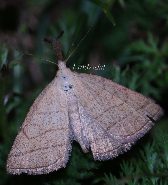 Polypogon tentacularia - sötétaljú karcsúbagoly
