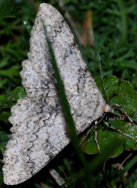Ascotis selenaria - holdas faaraszoló