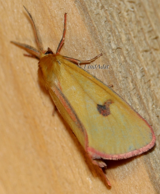 Diacrisia sannio - vörösszélű medvelepke