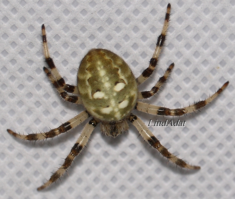 Araneus quadratus - négyes keresztespók