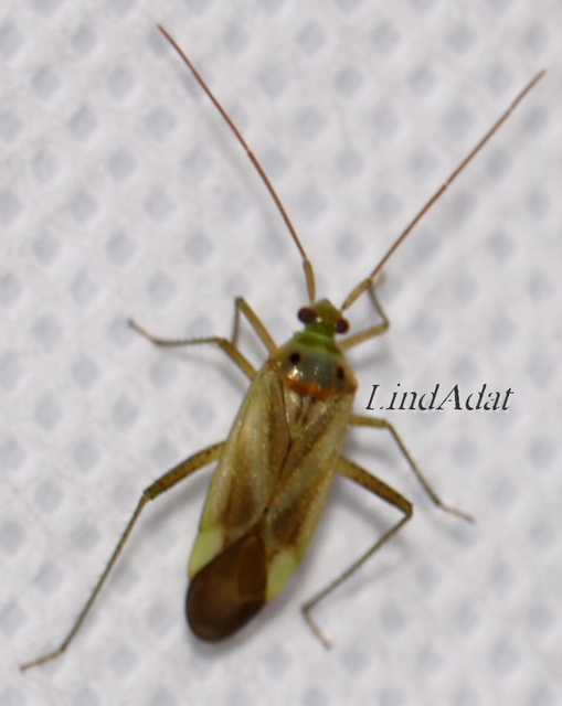 Adelphocoris lineolatus - lucernapoloska