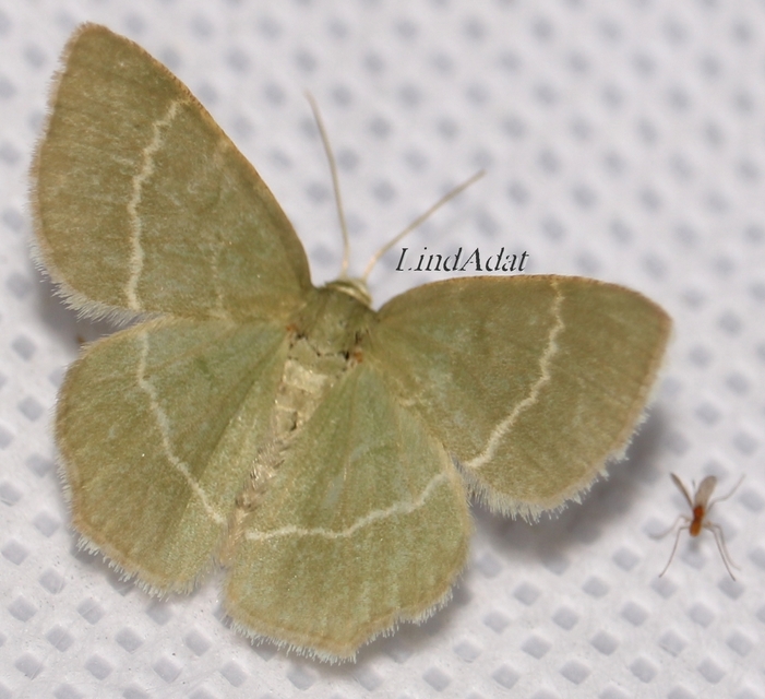 Chlorissa cloraria - sárgászöld araszoló