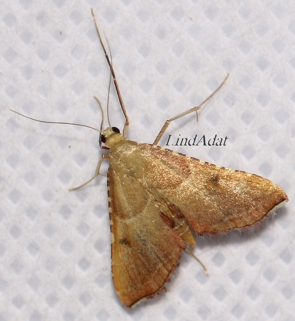 Endotricha flammealis - tüzesszárnyú fényilonca