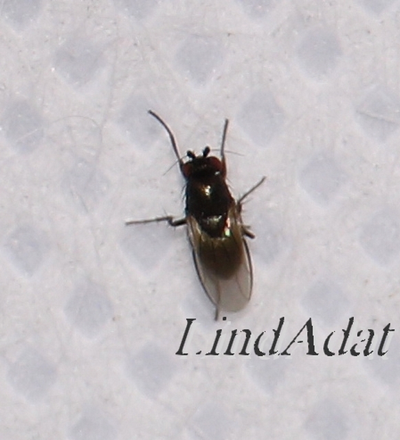 Sphaeroceridae - trágyalegyek