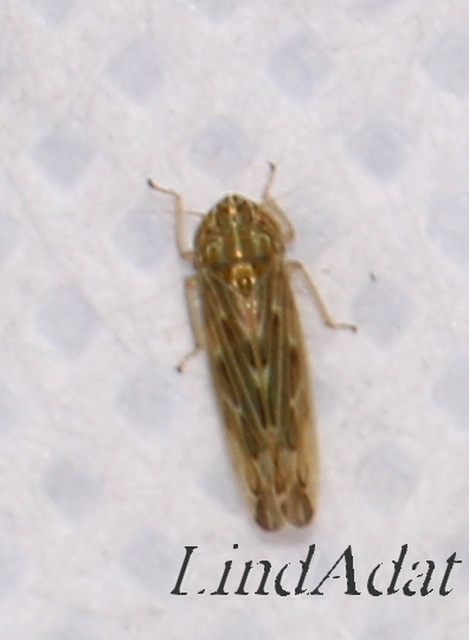 Psammotettix alienus