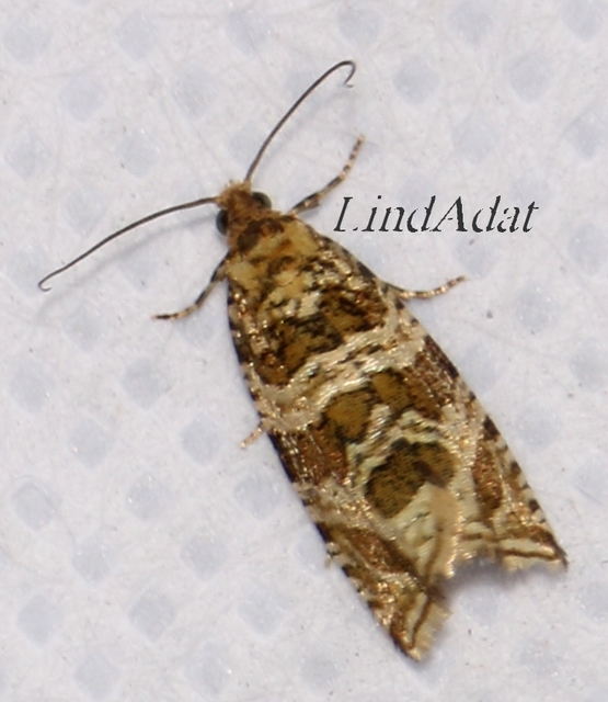 Celypha rivulana - dudvasodró tükrösmoly