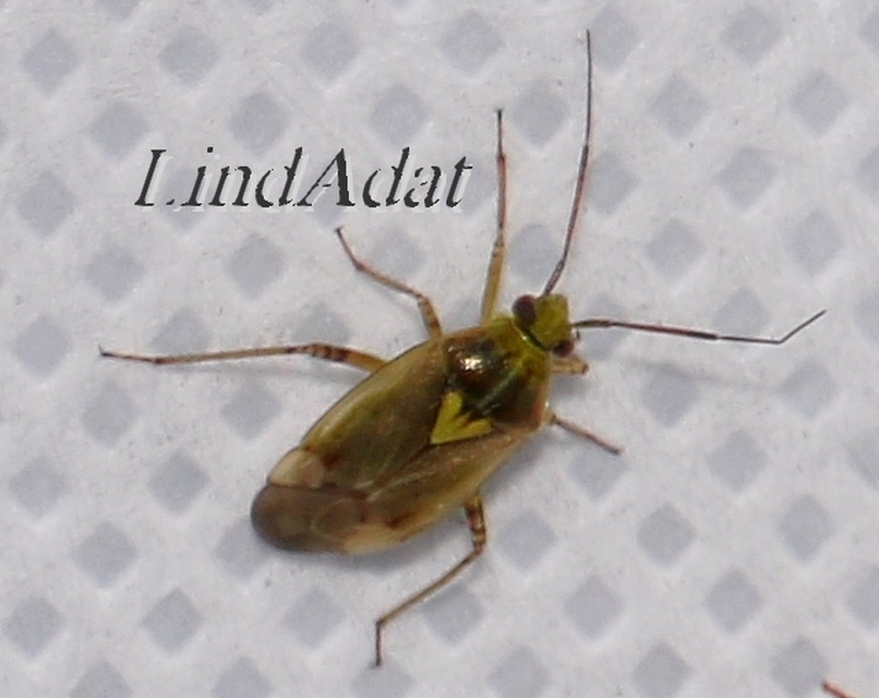 Lygus pratensis - változó mezeipoloska