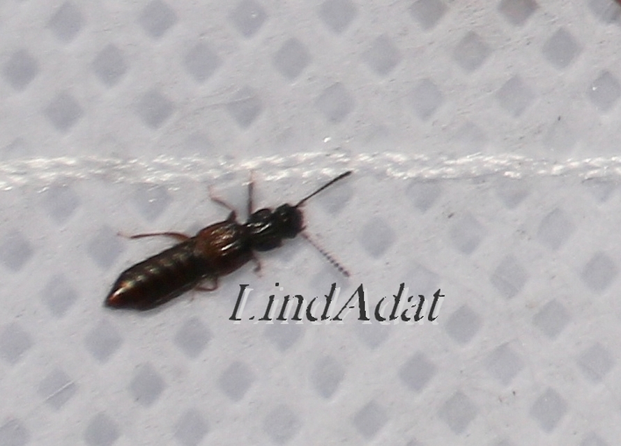 Anotylus Anotylus