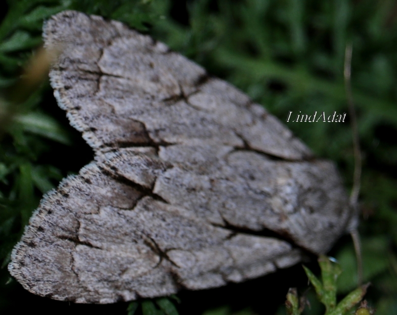 Acronicta cuspis/tridens/psi