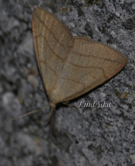 Polypogon tentacularia - sötétaljú karcsúbagoly