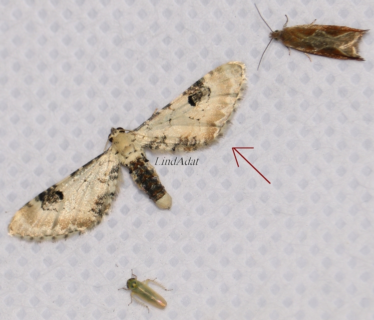 Eupithecia centaureata - búzavirág-törpearaszoló
