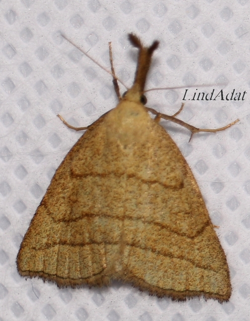 Polypogon tentacularia - sötétaljú karcsúbagoly