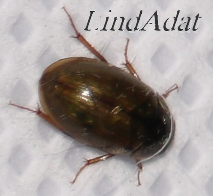Enochrus