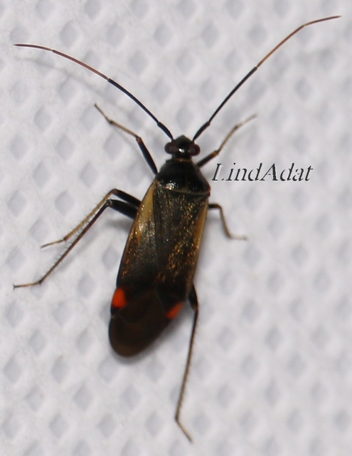 Adelphocoris seticornis - szegélyes mezeipoloska