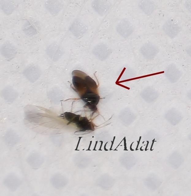 Anthocoridae - virágpoloskák Anthocoridae - virágpoloskák