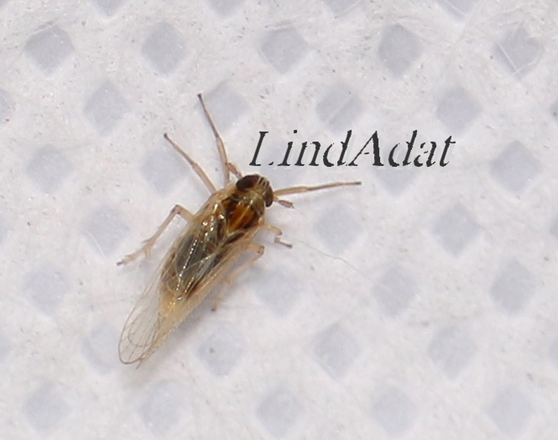 Delphacidae - sarkantyús kabócák
