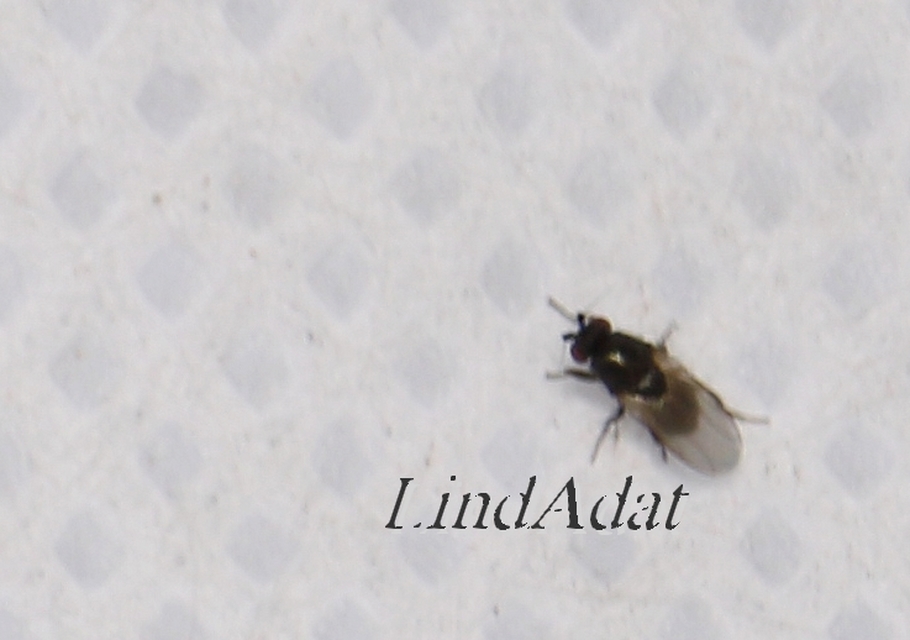 Sphaeroceridae - trágyalegyek