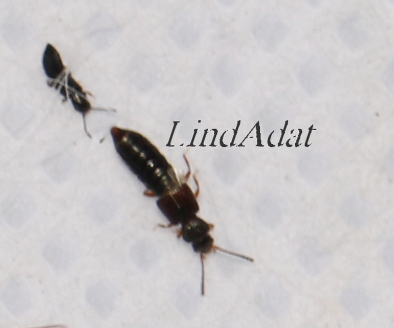 Carpelimus Carpelimus