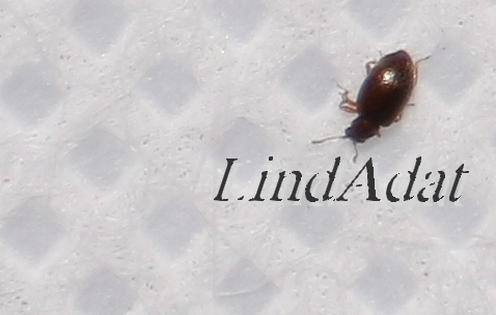 Latridiidae - pudvabogárfélék Latridiidae - pudvabogárfélék