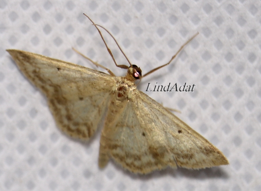 Idaea biselata - mocsári sávosaraszoló