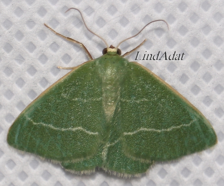 Chlorissa viridata - üdezöld araszoló