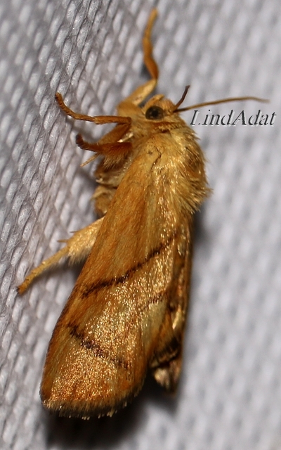 Apoda limacodes - kagylólepke
