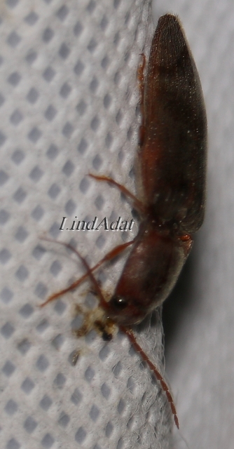 Stenagostus rhombeus - rombusznyakú pattanó