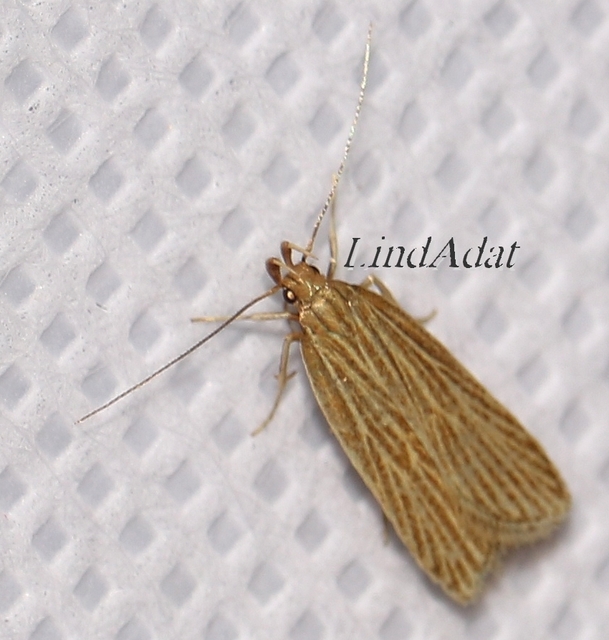 Helcystogramma albinervis - fehérerű lápimoly