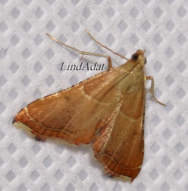 Endotricha flammealis - tüzesszárnyú fényilonca