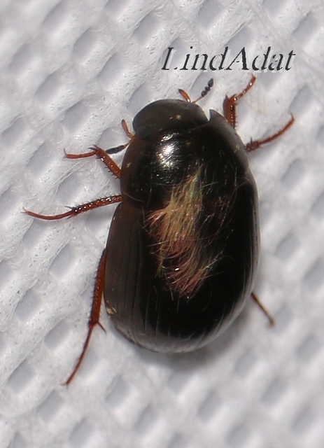 Hydrobius