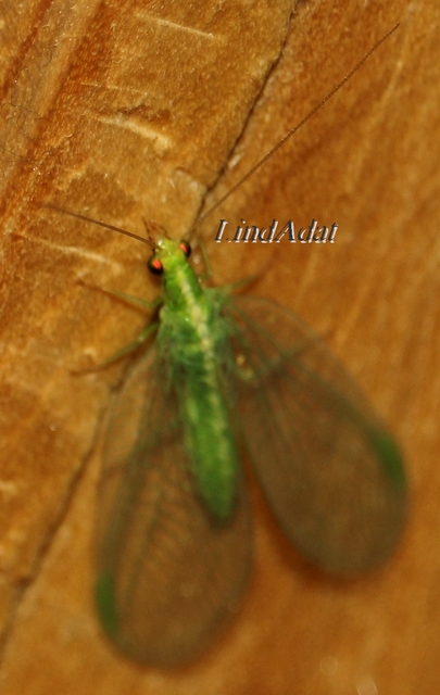 Chrysopidae - zöldfátyolkák