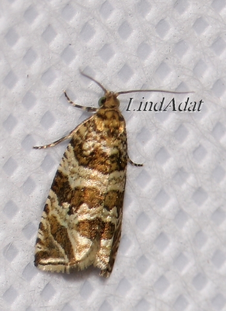 Celypha rivulana - dudvasodró tükrösmoly