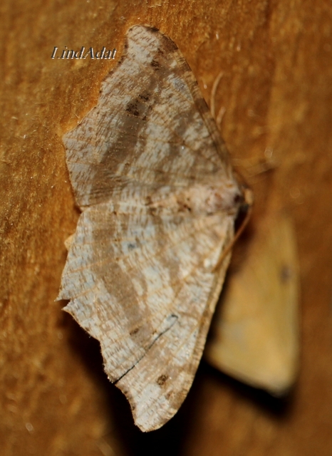 Macaria alternata - közönséges szürkearaszoló