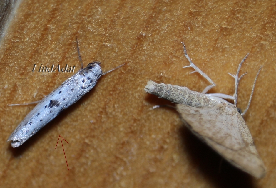 Yponomeuta plumbella - pókhálós bengemoly