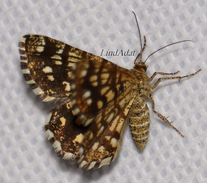 Chiasmia clathrata - rácsos rétiaraszoló