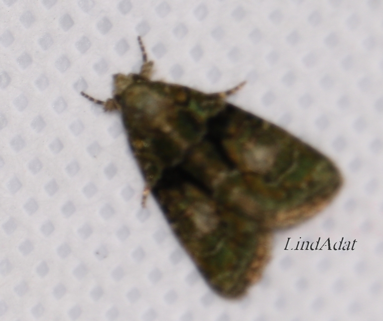 Cryphia algae - sárgászöld zuzmóbagoly