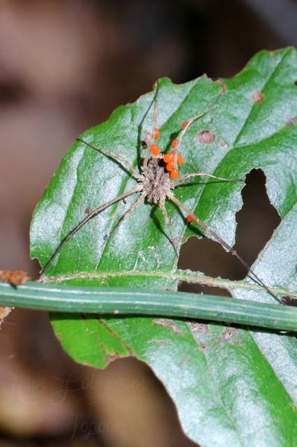 Lacinius horridus