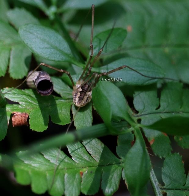 Mitopus morio