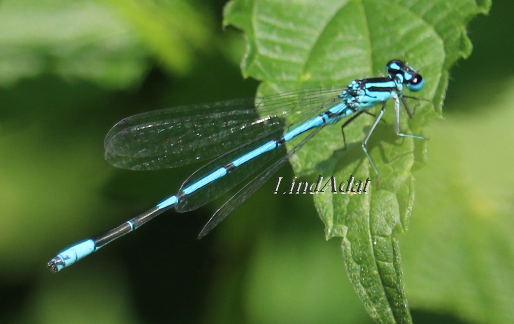 Coenagrion puella - azúrkék légivadász
