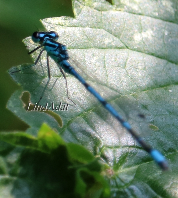 Coenagrion puella - azúrkék légivadász