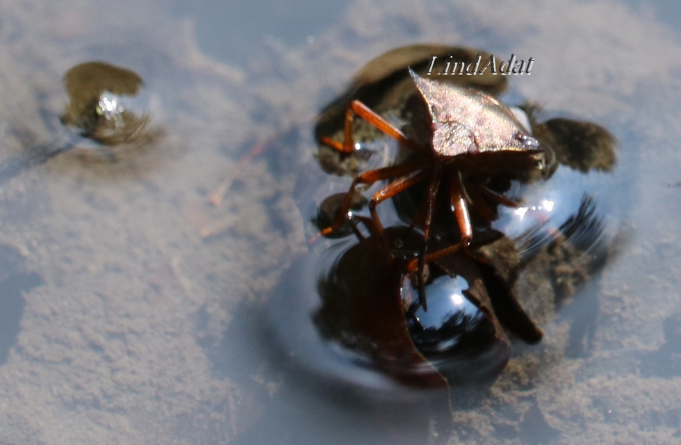 Pentatoma rufipes - vöröslábú címerespoloska Pentatoma rufipes - vöröslábú címerespoloska
