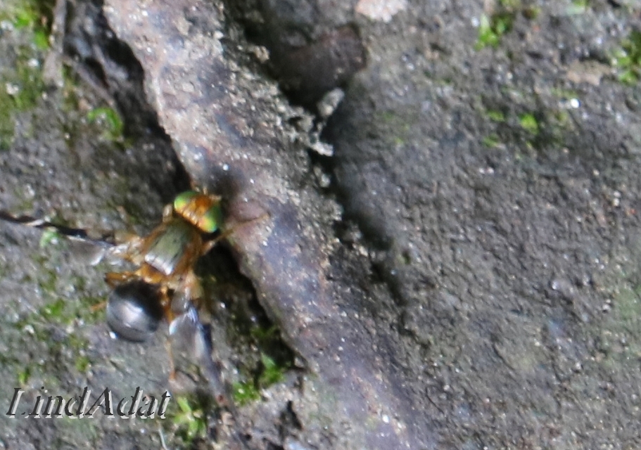 Tephritidae - fúrólégyfélék
