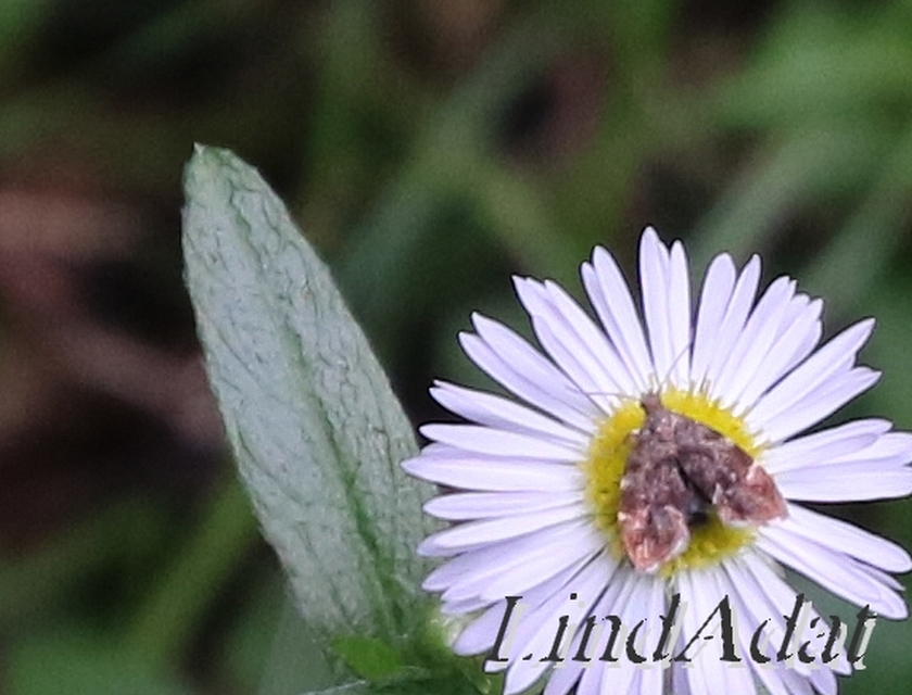 Anthophila fabriciana - lápréti levélmoly