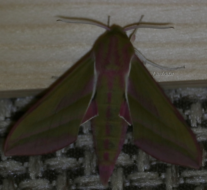 Deilephila elpenor - szőlőszender
