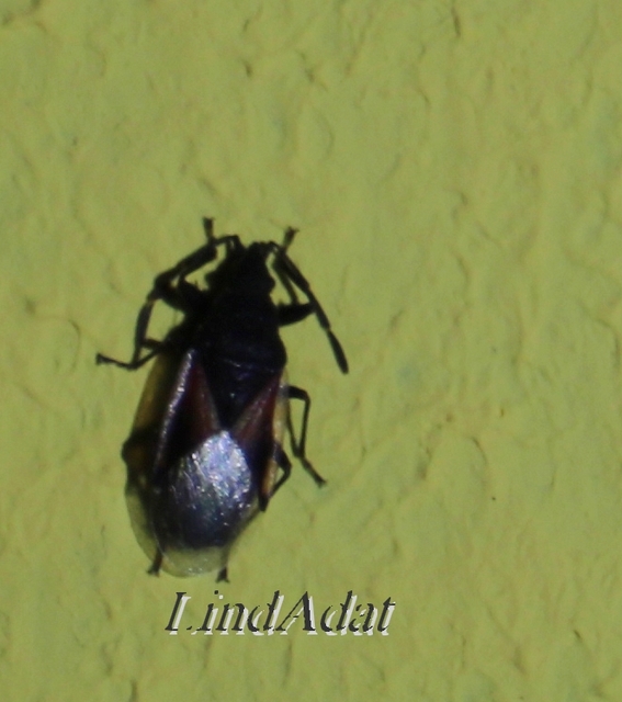Oxycarenus lavaterae - hársbodobács