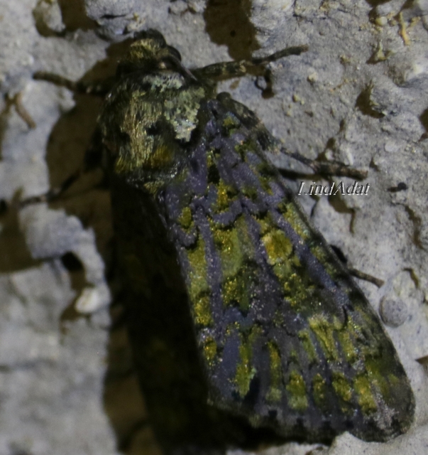 Craniophora ligustri - fagyalbagoly