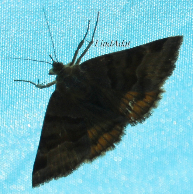 Euclidia glyphica - közönséges nappalibagoly