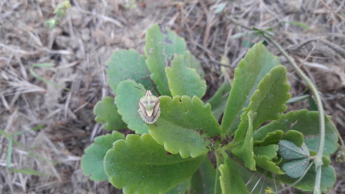 Antheminia lunulata - fakó gyümölcspoloska Antheminia lunulata - fakó gyümölcspoloska