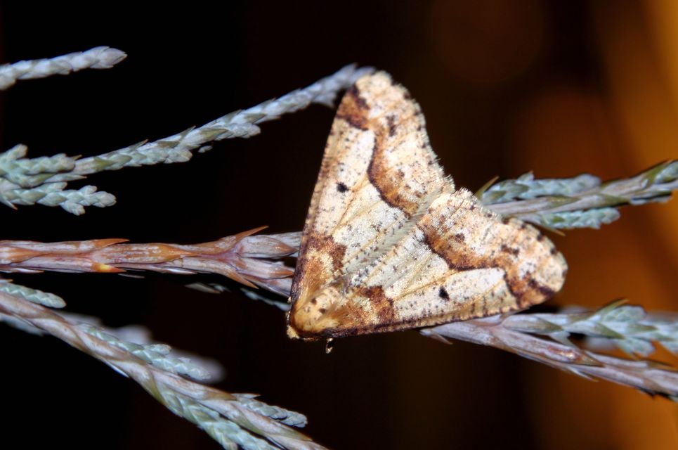 Erannis defoliaria - nagy téliaraszoló