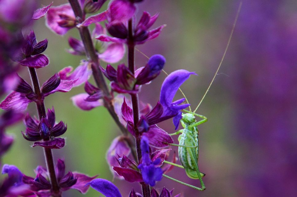Leptophyes albovittata - közönséges virágszöcske